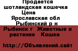 Продается шотландская кошечка! › Цена ­ 5 000 - Ярославская обл., Рыбинский р-н, Рыбинск г. Животные и растения » Кошки   